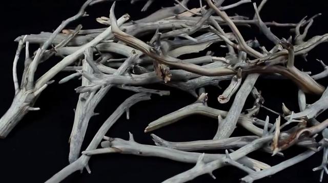 莫斯树到底好不好,莫斯树是什么