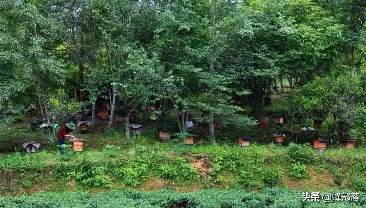 涔℃潙鎸叴铚滆渹鍙戝睍,铚滆渹鍔╁姏涔℃潙鎸叴