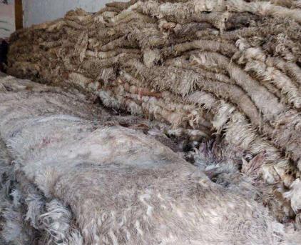 羊皮老化怎么处理,羊皮该怎么保管