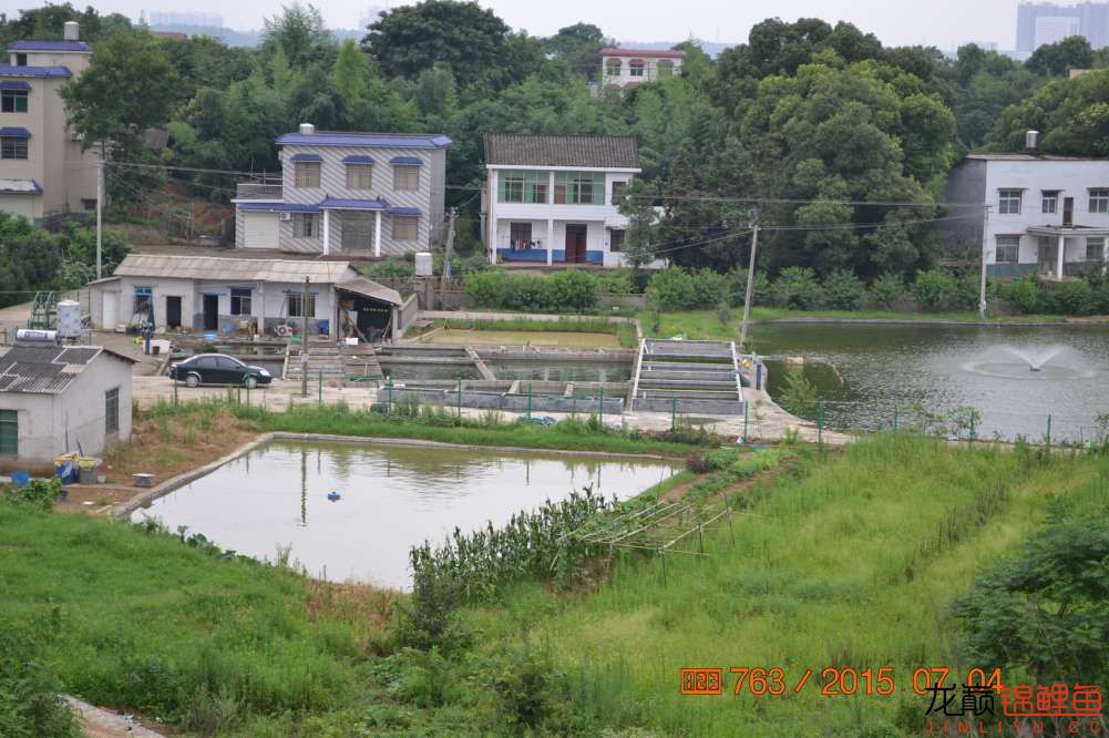 锦鲤苗成长,日本锦鲤水花苗成长