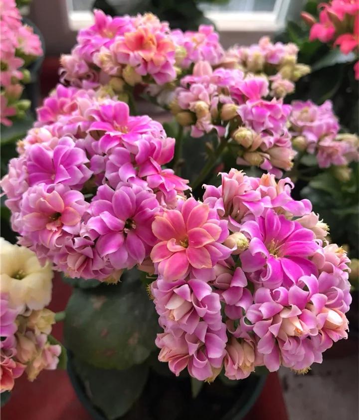 长寿花，寓意好、开花漂亮，花期长，品种多达300个