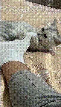 金毛搞笑表情图片伸手,金毛玩耍的动图搞笑