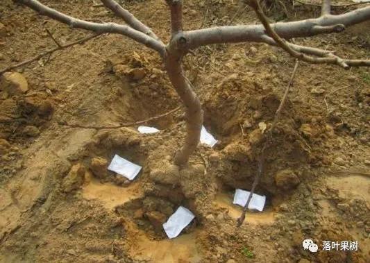 中国桃产业转型升级,桃产业转型升级的思考