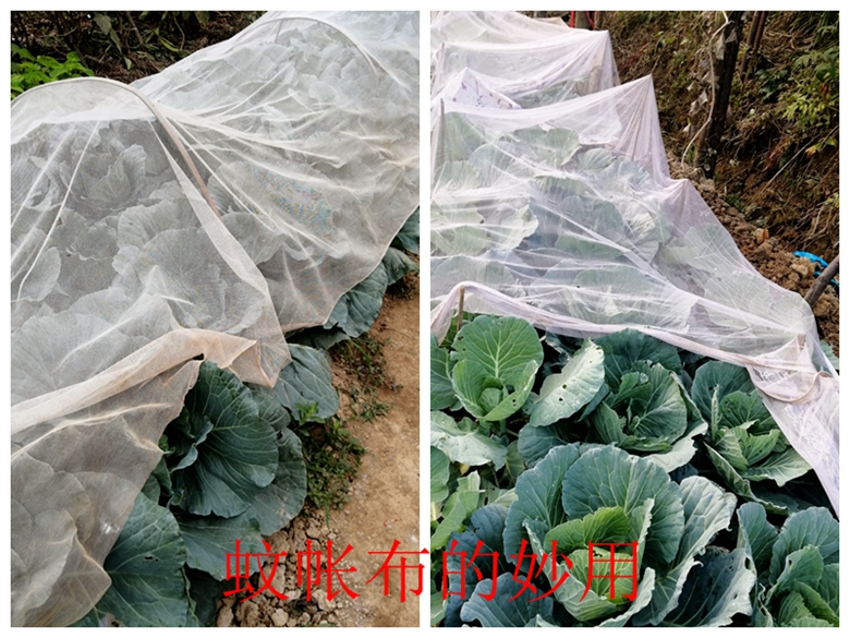 甘蓝蔬菜档案介绍,十种蔬菜卷心菜