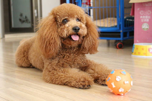 纯种泰迪犬都有5个特征,有这5种表现证明泰迪真的爱你