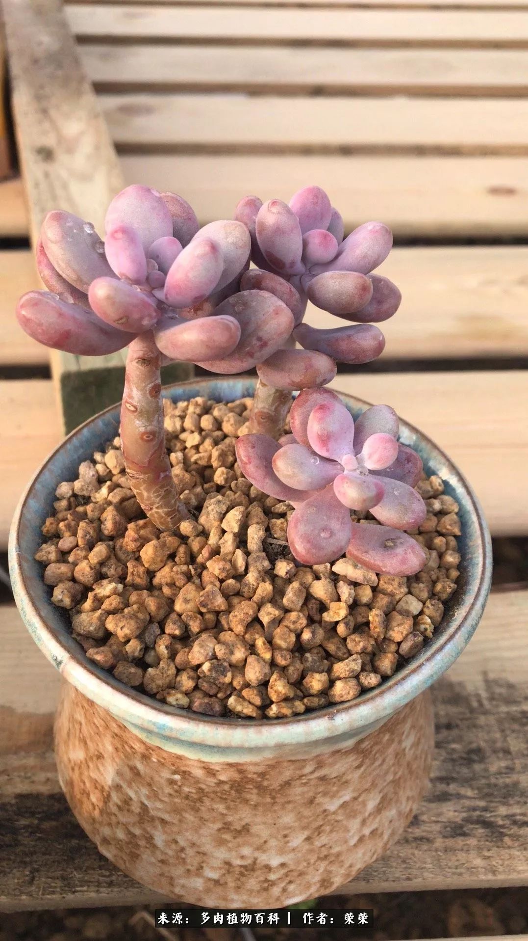 我在包邮区养肉，附多肉越冬度夏养护建议！