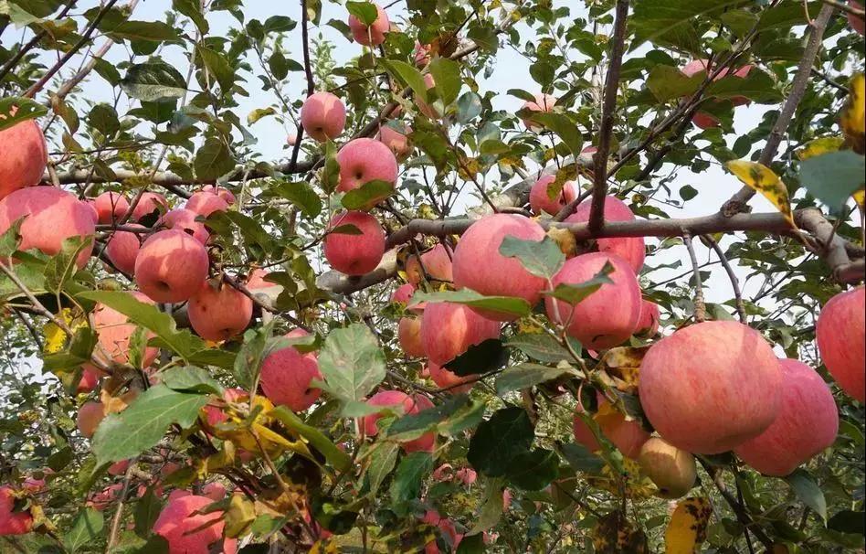 快板脱贫致富奔小康,袁英民快板最新消息