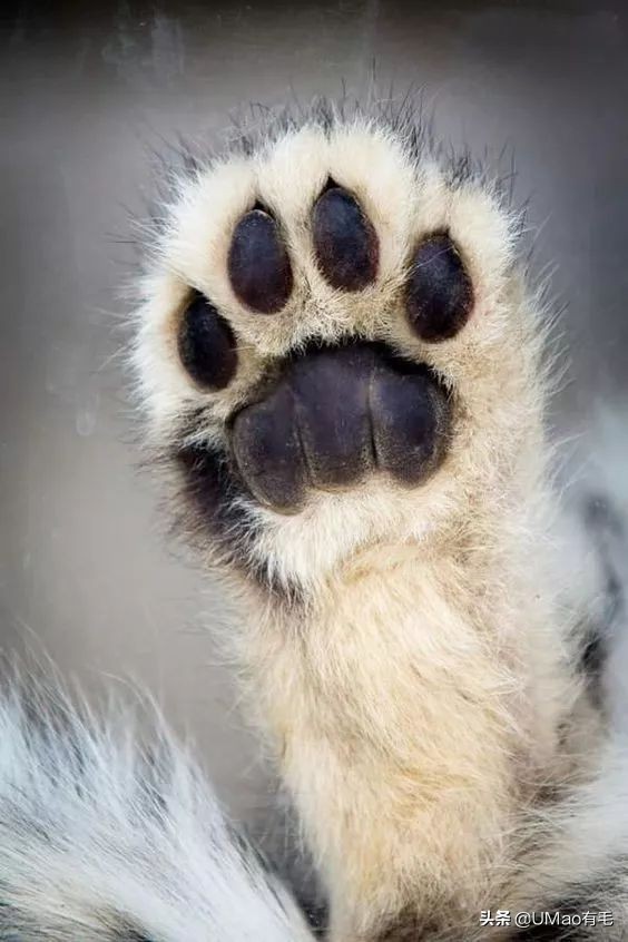 这套喵肉球vs口红色号匹配大全送你了!拿走不谢!