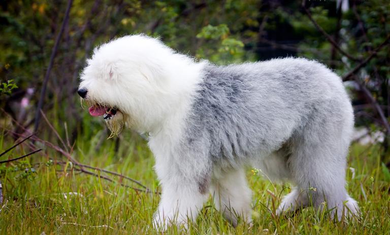 这7种狗公认无攻击性很适合家养,好养又便宜的五种狗有护主会打猎