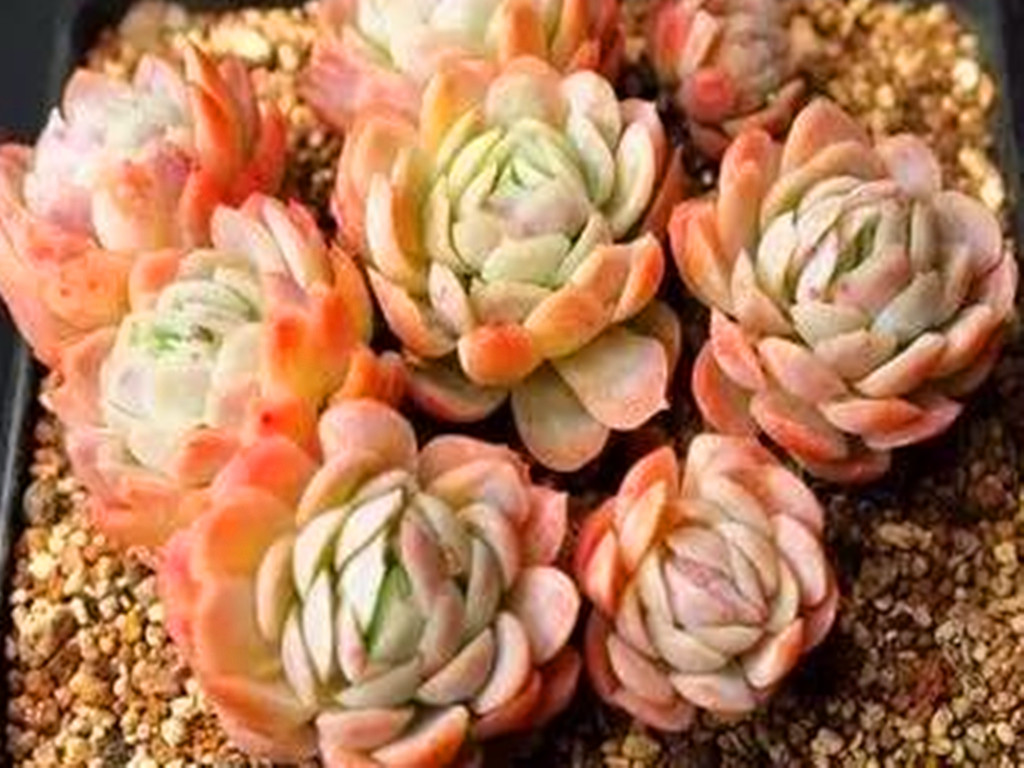 多肉植物冰莓好养吗,多肉冰梅老桩养殖方法