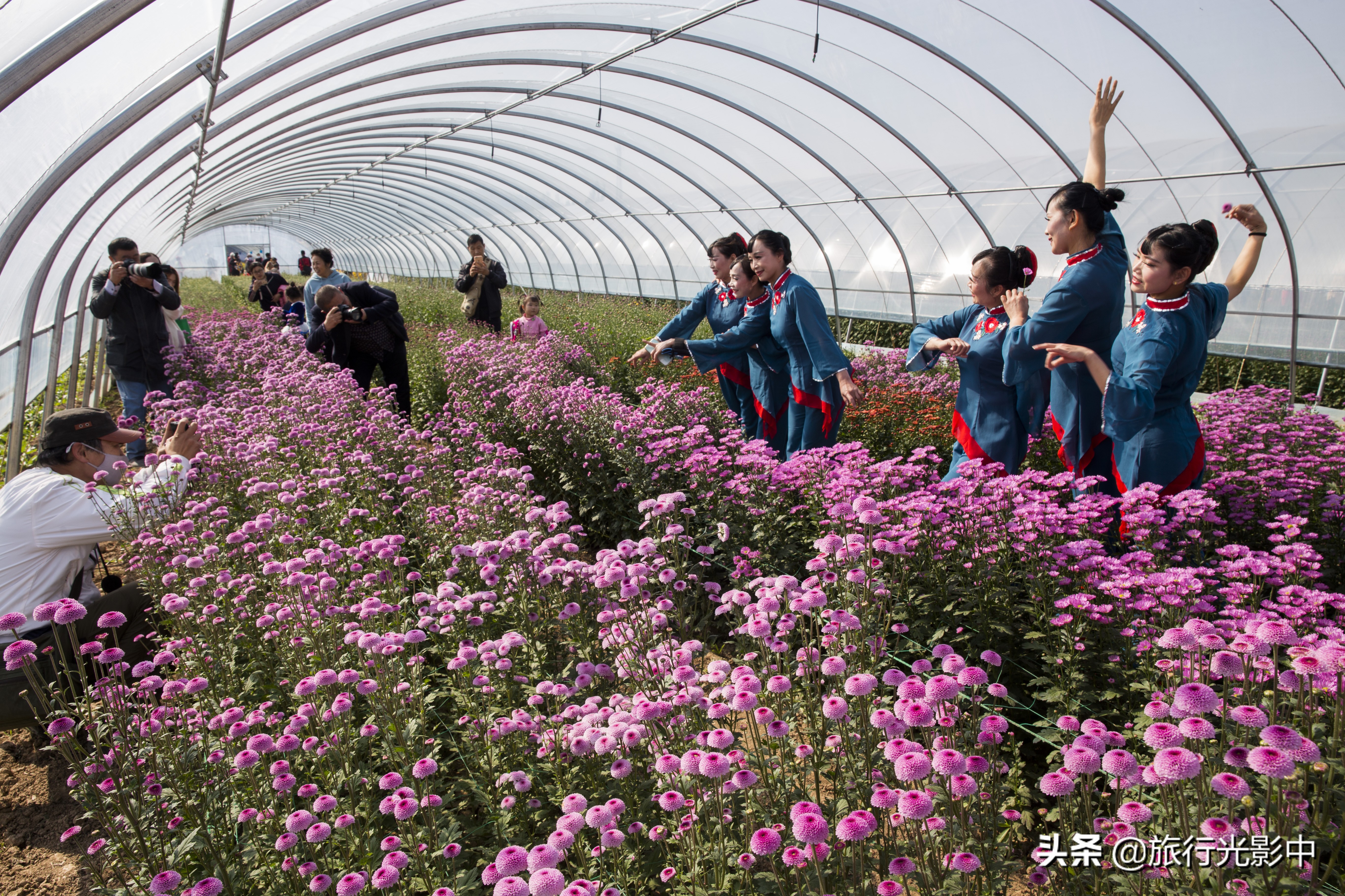 济南顶级摄影大咖，用镜头告诉你盆王菊花有多美