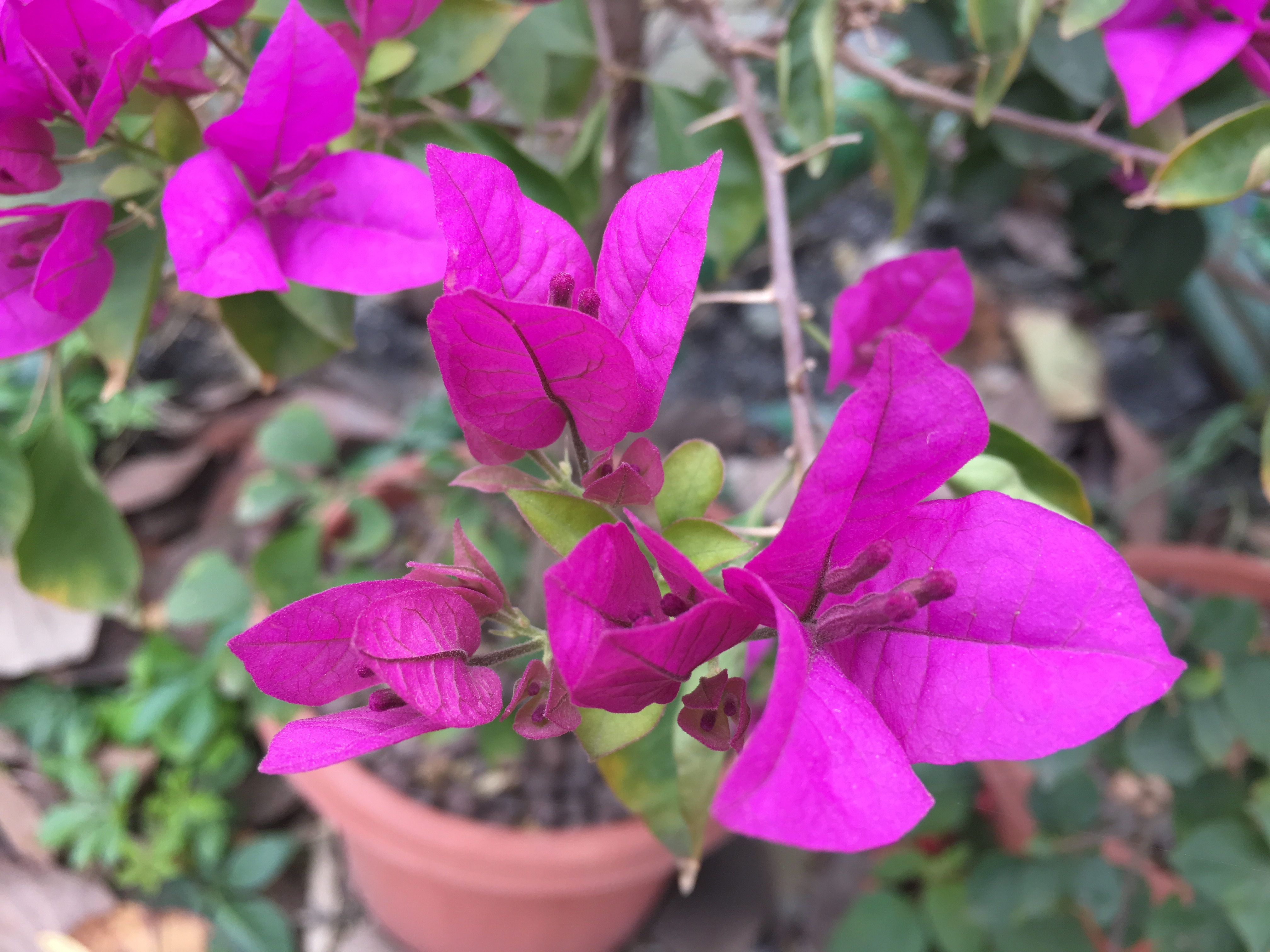 三角梅刚栽就烂根怎么回事,三角梅烂根用什么方法能补救