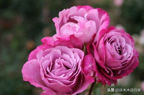 月季常见叶子问题,月季都有什么病怎么治