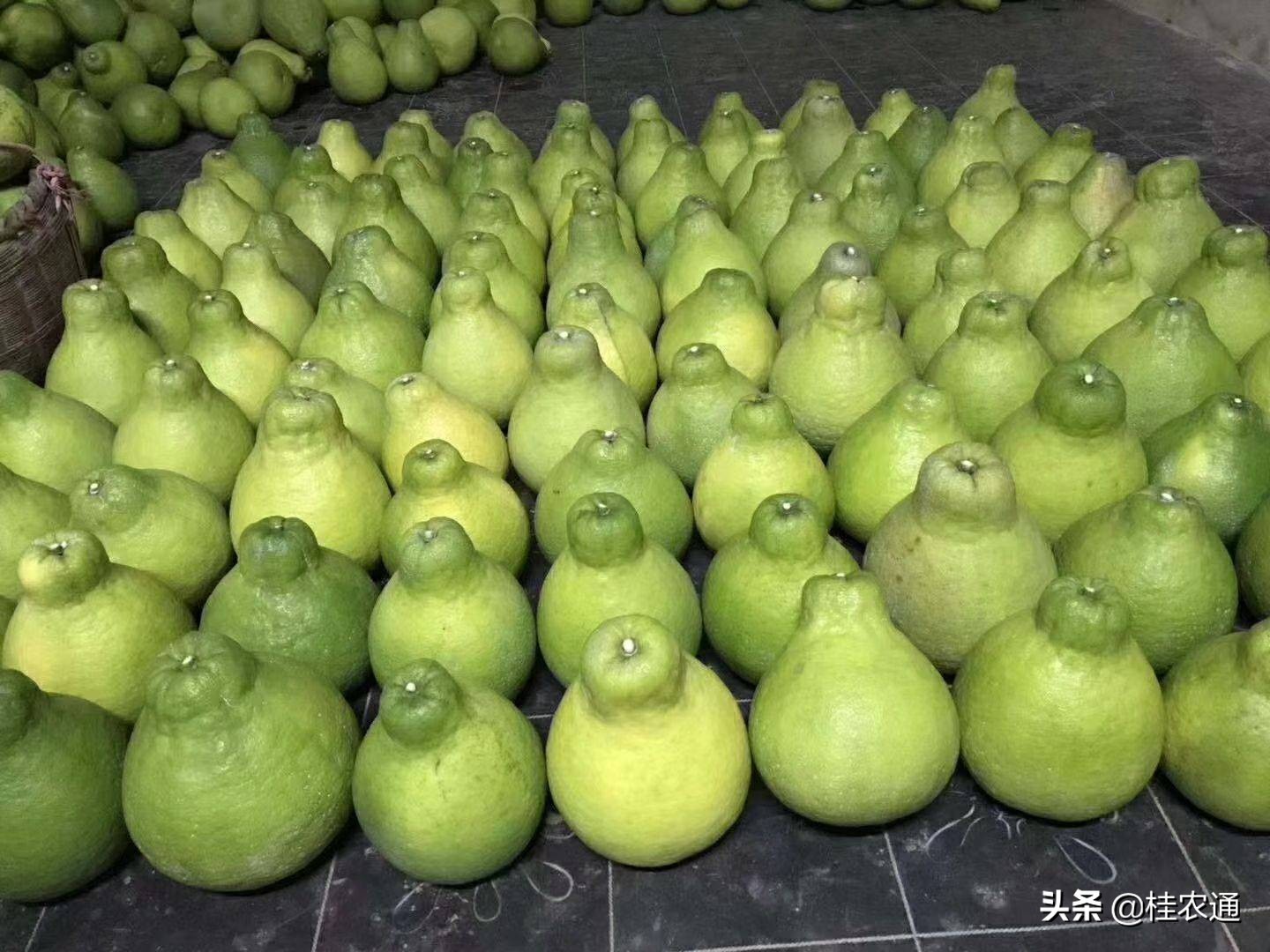 广西容县沙田柚的发展历程,广西沙田柚哪里最出名