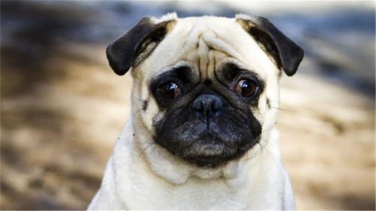 狗狗患有关节炎会不会影响寿命,狗狗关节炎都有哪些表现