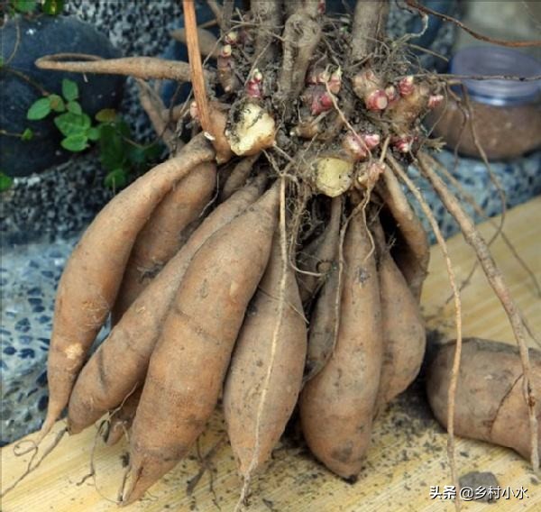 雪莲果种植技术和专用肥料,香甜水果种植技术