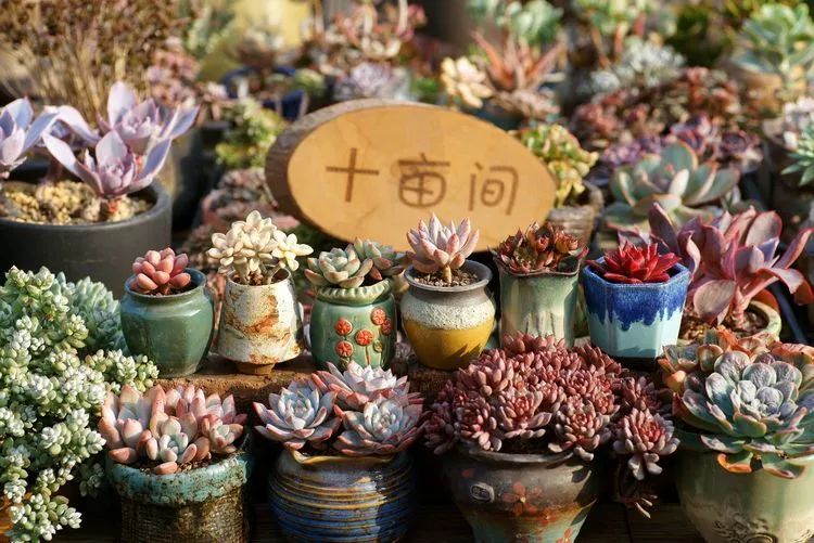 对多肉植物的爱心寄语,赏兰花感言