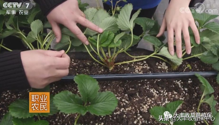 高架草莓和地栽草莓哪个贵,草莓低价种植技术有哪些