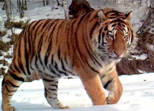 秒杀银背大猩猩的十个动物,盘点10种比老虎还厉害的动物