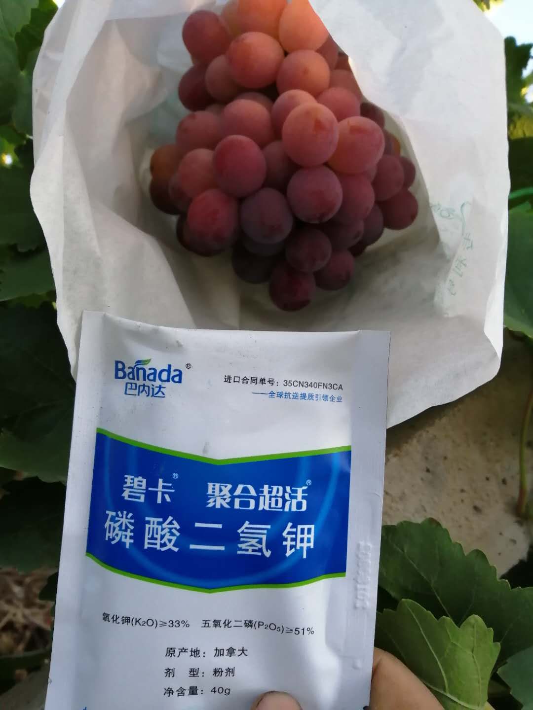 买到假货磷酸二氢钾怎样举报,磷酸二氢钾假货是肥效不够吗