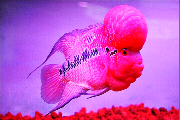 罗汉鱼为什么肚子鼓鼓的,罗汉鱼腹胀粪便散怎么回事