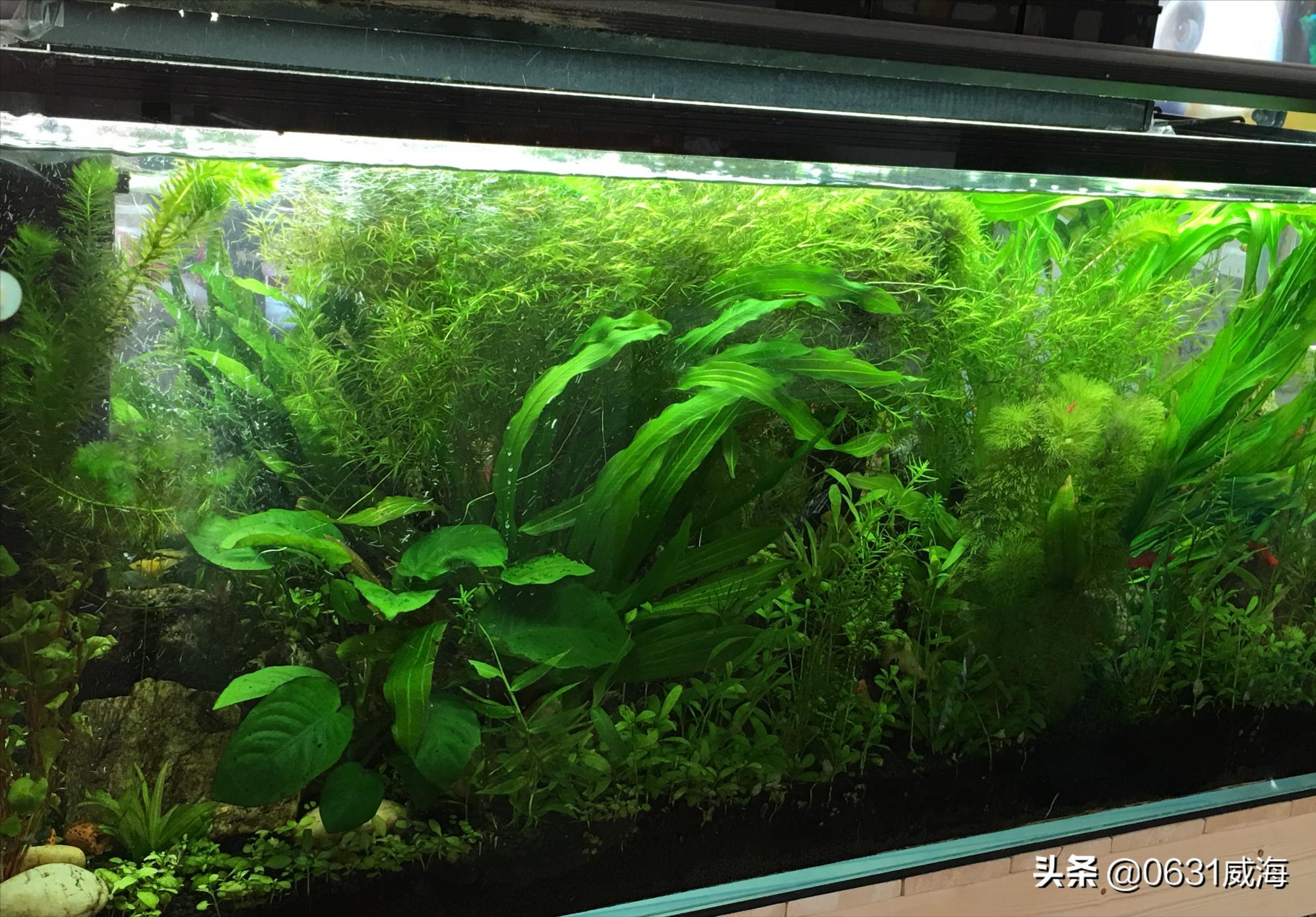 天气变暖鱼怎么反而不吃了,燕鱼水霉病和白毛病的区别