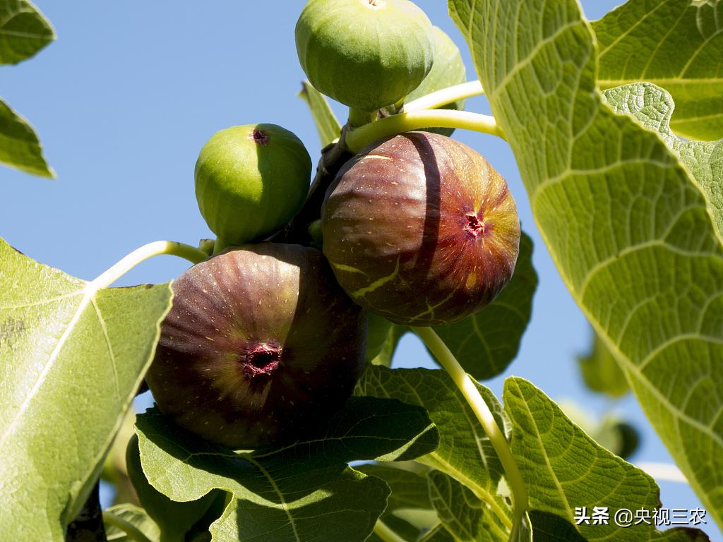 无花果相关知识,无花果的秘密图文结合