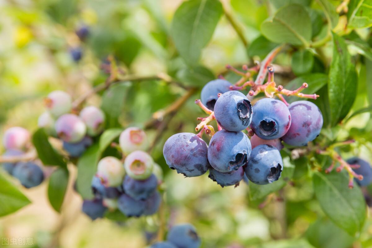 盆栽观果植物有哪些,观果植物具备哪些特征