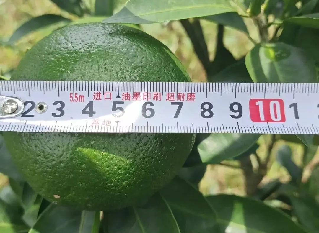 柑橘膨果最需要哪几种元素,柑橘大小果有办法补救吗