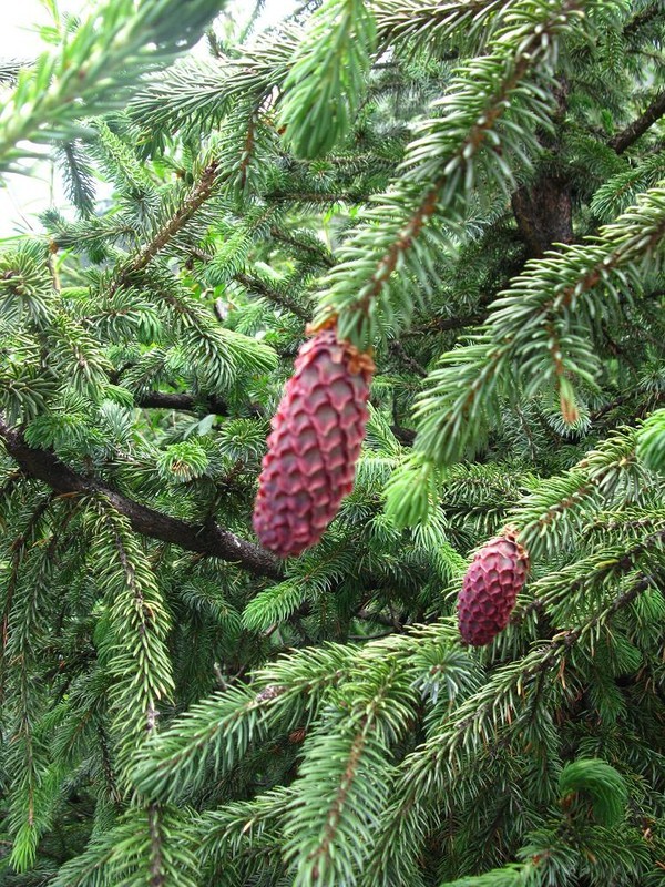 四姑娘山冬日旅行,2022年冬天四姑娘山游记