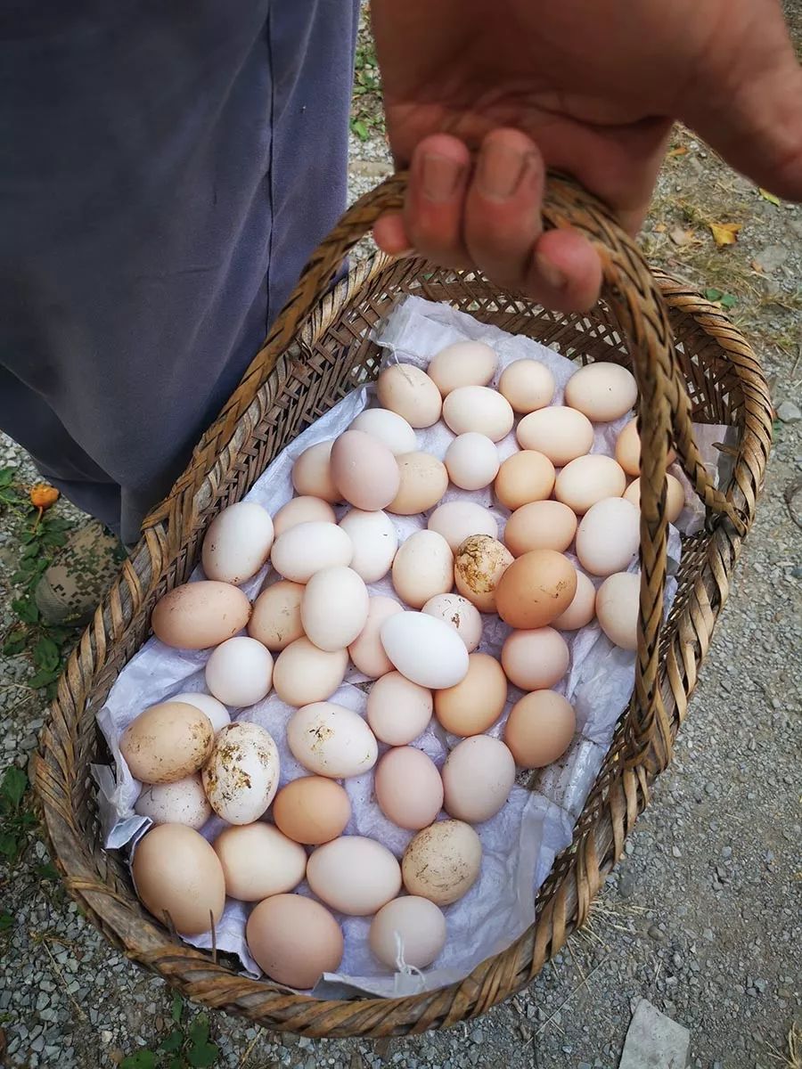 我们在距芜湖70公里的古坝村,找到了向往的生活