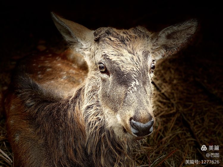 洛阳市宜阳凤凰岭射箭,宜阳县凤凰岭体育基地