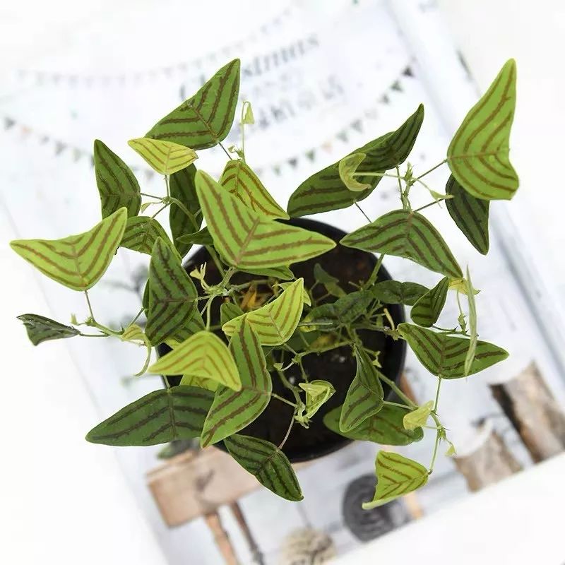 94种常见唯美观叶植物,会开花的绿色硬叶植物