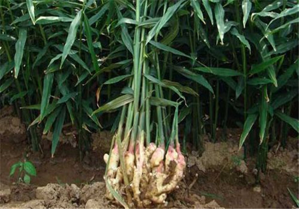 高良姜作用与用途,高良姜可做调料吗