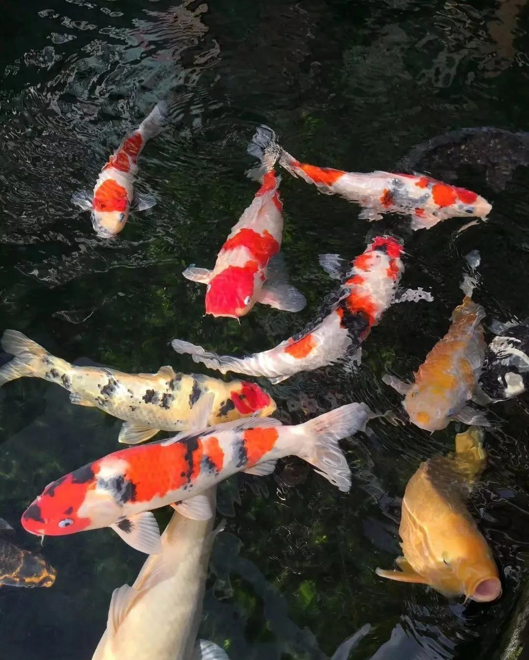 养鱼六大坑你中了几招,养鱼走过的雷区