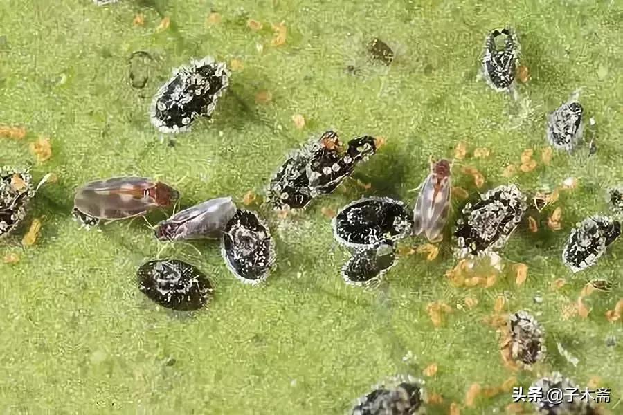 柑橘大实蝇和柑橘小实蝇常规虫害,柑橘虫害高清图谱及防治方法