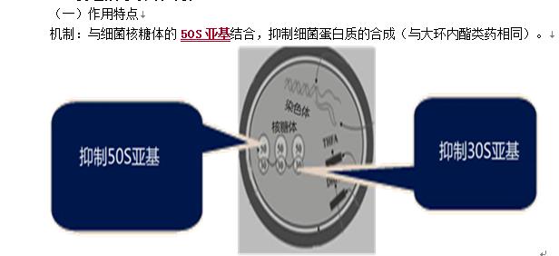 林可酰胺类抗菌药物有哪些,林可霉素属于哪一类抗菌药物