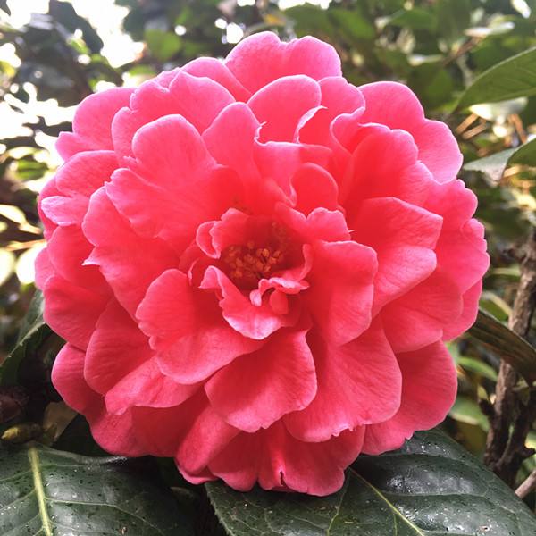 观音十八笑茶花名贵品种吗,四季茶花名贵品种图片大全