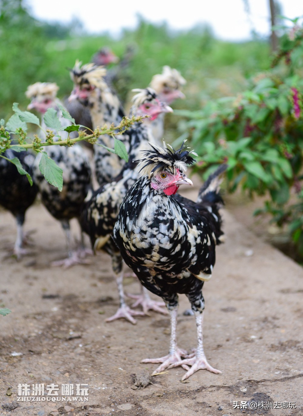 株洲哪里有好玩的度假山庄,株洲田园山庄