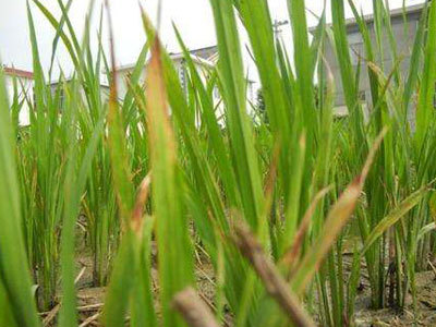 农作物药害处理办法,如何正确诊断农作物药害