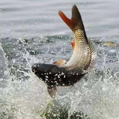 黄河泥沙那么大为什么会有鱼,为何黄河大鲤鱼多出名