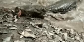 玩了一下电鳗,他口吐白沫倒下了