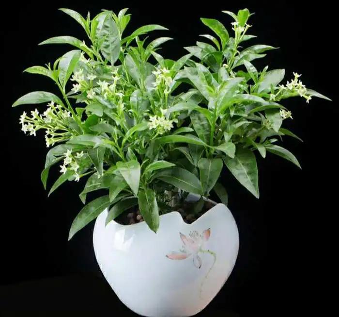 能有效驱蚊的植物,十种驱蚊最好的植物