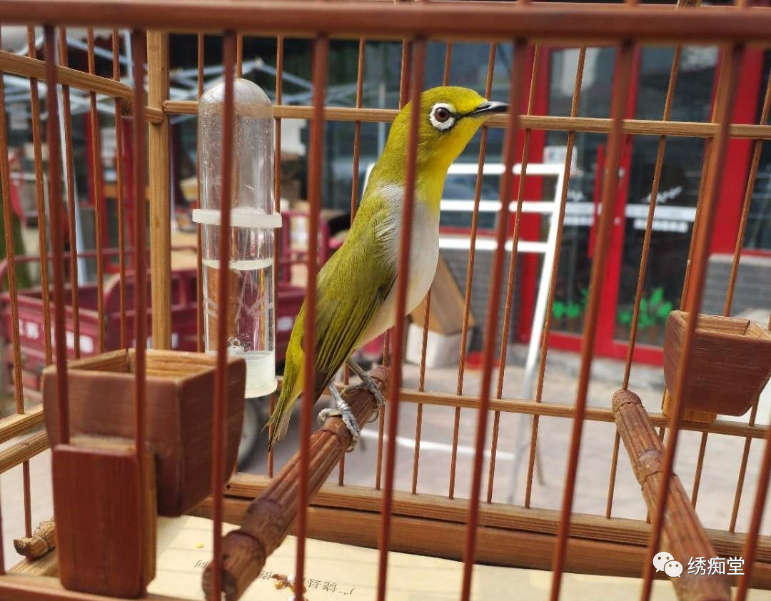 和鸟交谈,怎样和鸟交流沟通