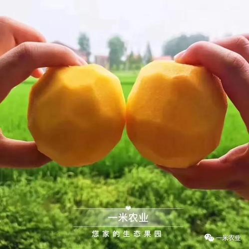 一年一度的黄桃季又来啦,黄桃丰收的季节到了