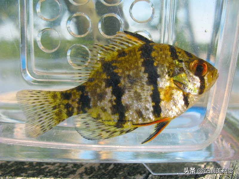 水中精灵大型鱼,水中精灵无与伦比的美