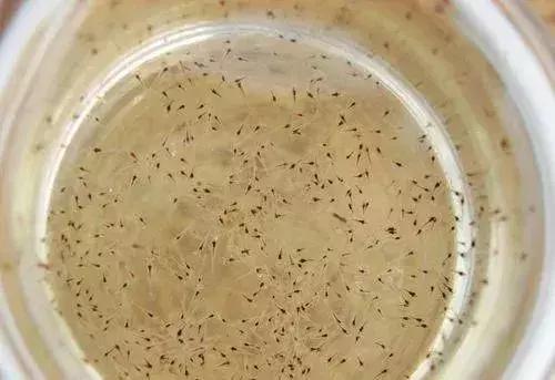 南美白对虾养殖虾苗怎么选择,白对虾虾苗什么时间段放好