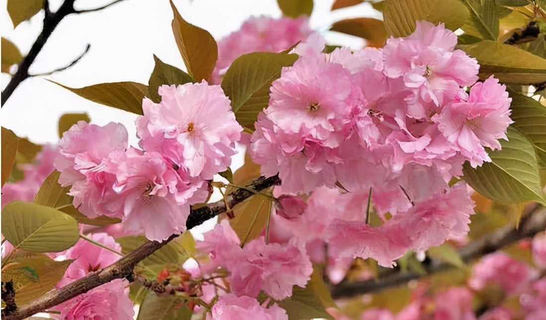 还记得13年前的樱花吗,以前的樱花对比现在的樱花