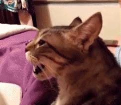 猫会偷吃螺蛳粉吗,猫吃螺蛳粉放屁了