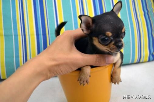 金毛寻回犬世界犬类智商排名第四,短毛小型犬最聪明的狗狗排行榜